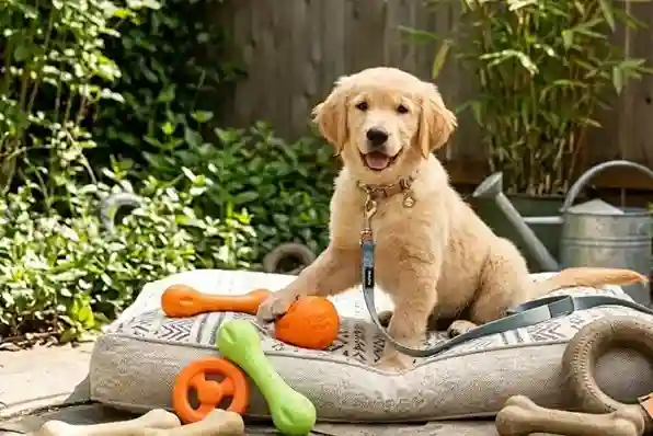 Eco-Friendly Pet Products Sustainable West Paw and Cycle Dog gear on a LeafLoop pet bed